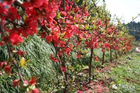 正南昆文化最新欄目——《寺外桃源講花卉》正式上線！