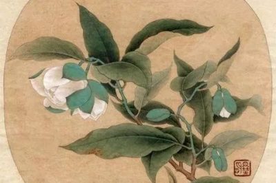 《寺外桃源講花卉》– 春光無限，種一株山茶花吧