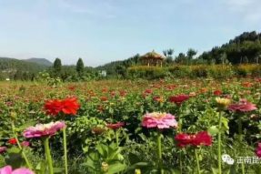 年年端午風(fēng)兼雨，寺外桃源花正紅。