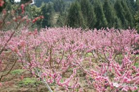 桃花已開，靜等你來。
