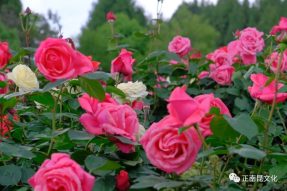 驚艷！寺外桃源景區樹狀月季花第一波已經開啦，五一節去邂逅浪漫花海