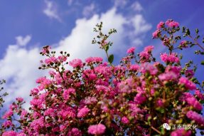 “紫薇問(wèn)意” 一 去寺外桃源，紫薇花兒對(duì)你說(shuō)…….。